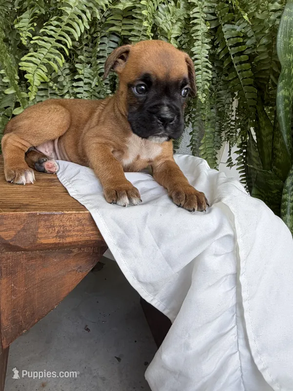 Tilly – Boxer puppy for sale in Washington, IN