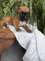 Tilly, a female Boxer for sale in Washington, IN – 8 of 8