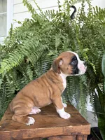 Tommy, a male Boxer for sale in Washington, IN – 6 of 6