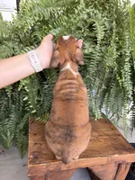 Tommy, a male Boxer for sale in Washington, IN – 5 of 6
