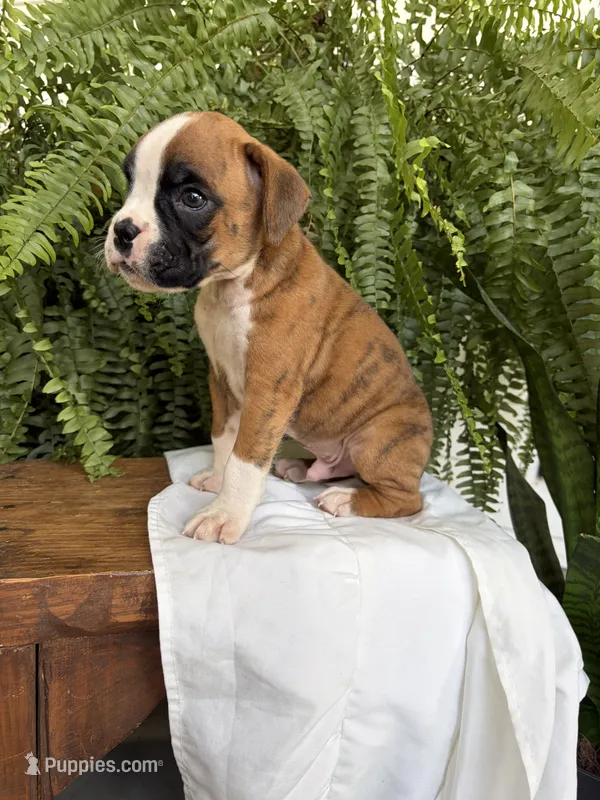 Tommy – Boxer puppy for sale in Washington, IN