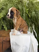 Tommy, a male Boxer for sale in Washington, IN – 1 of 6
