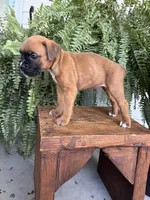 Tilly, a female Boxer for sale in Washington, IN – 7 of 8