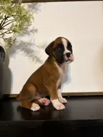 Cove, a female Boxer for sale in Washington, IN – 4 of 5