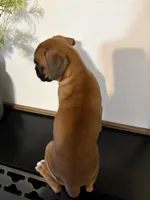 Reni, a female Boxer for sale in Washington, IN – 6 of 6