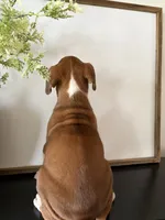 Rocky, a male Boxer for sale in Washington, IN – 3 of 5