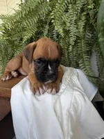 Toby, a male Boxer for sale in Washington, IN – 6 of 6