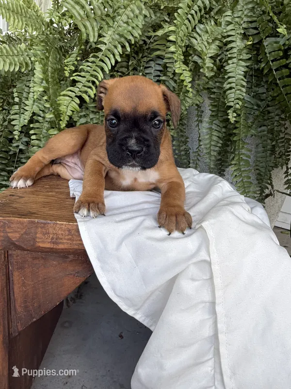Tilly – Boxer puppy for sale in Washington, IN