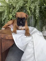 Tilly, a female Boxer for sale in Washington, IN – 1 of 8