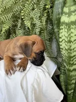 Toby, a male Boxer for sale in Washington, IN – 5 of 6
