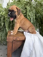 Toby, a male Boxer for sale in Washington, IN – 2 of 6