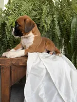 Tank, a male Boxer for sale in Washington, IN – 2 of 7