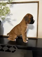 Reni, a female Boxer for sale in Washington, IN – 3 of 6