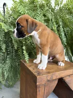 Tank, a male Boxer for sale in Washington, IN – 5 of 7