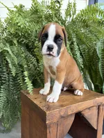Tank, a male Boxer for sale in Washington, IN – 4 of 7