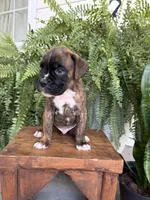 Tucker, a male Boxer for sale in Washington, IN – 3 of 6