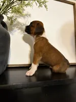 Riley, a female Boxer for sale in Washington, IN – 4 of 5