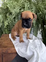 Tilly, a female Boxer for sale in Washington, IN – 6 of 8
