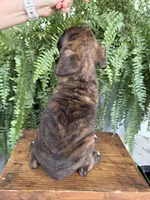 Tucker, a male Boxer for sale in Washington, IN – 6 of 6