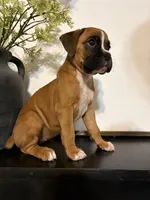 Cove, a female Boxer for sale in Washington, IN – 3 of 5
