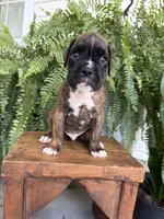 Tucker, a male Boxer for sale in Washington, IN – 4 of 6