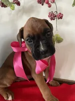 processed/f50244ef-4d01-44dc-9322-e127aaa53217/listing/805a802c-0033-468c-8009-26c742990e4a/d3776654-9484-481a-9c53-7582027df9c0