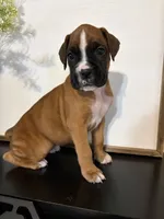 Reni, a female Boxer for sale in Washington, IN – 5 of 6