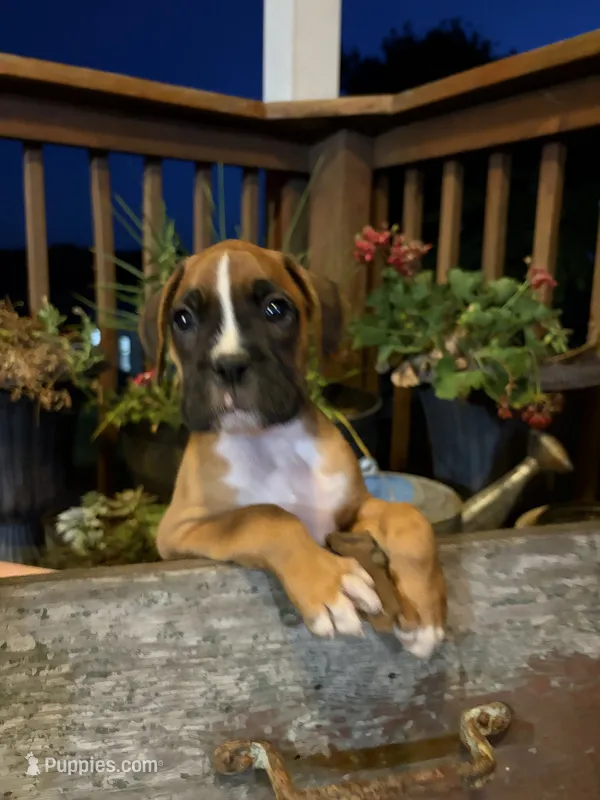 Cove – Boxer puppy for sale in Washington, IN