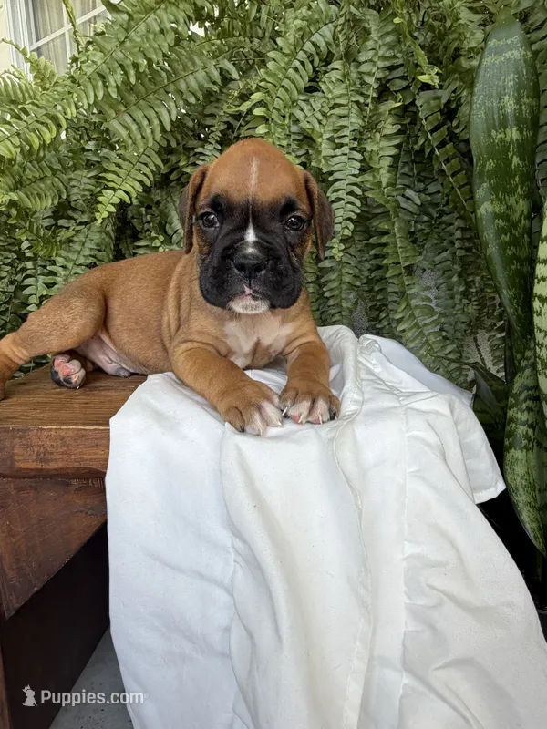 Toby – Boxer puppy for sale in Washington, IN