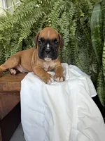 Toby, a male Boxer for sale in Washington, IN – 1 of 6