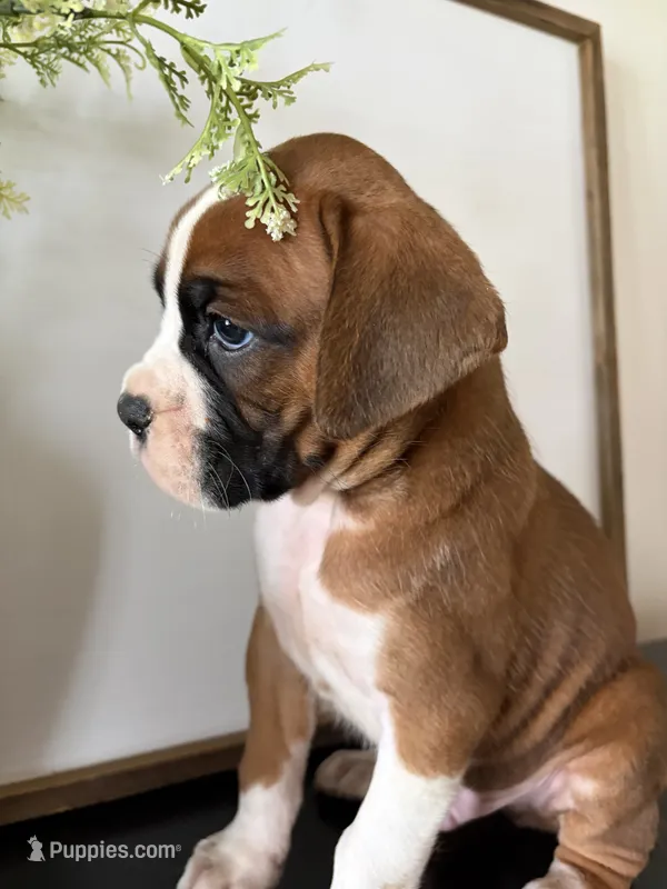 Rocky – Boxer puppy for sale in Washington, IN