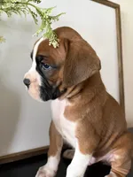 Rocky, a male Boxer for sale in Washington, IN – 1 of 5