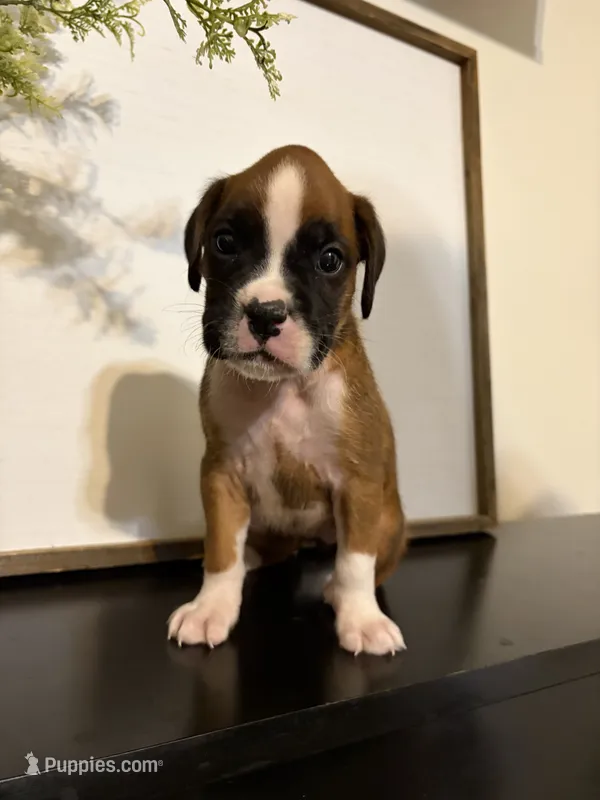 Riley, a female Boxer for sale in Washington, IN – 1 of 5