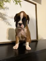 Riley, a female Boxer for sale in Washington, IN – 1 of 5