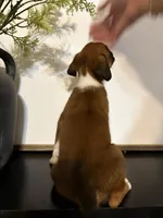 Riley, a female Boxer for sale in Washington, IN – 5 of 5