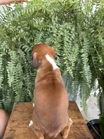 Tank, a male Boxer for sale in Washington, IN – 6 of 7