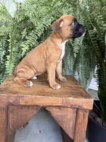 Tilly, a female Boxer for sale in Washington, IN – 3 of 8