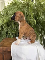 Tommy, a male Boxer for sale in Washington, IN – 2 of 6