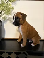 Reni, a female Boxer for sale in Washington, IN – 4 of 6