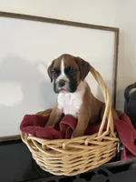 processed/f50244ef-4d01-44dc-9322-e127aaa53217/listing/aeb60cd2-92ef-4c6f-8f17-80384851c351/c8253a38-d7b9-4b9f-aeba-65284d0116a2