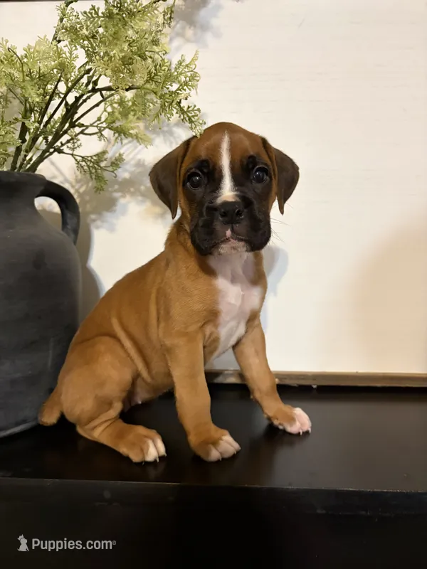Cove – Boxer puppy for sale in Washington, IN