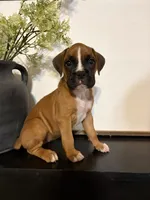 Cove, a female Boxer for sale in Washington, IN – 1 of 5