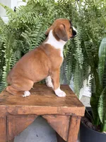 Tank, a male Boxer for sale in Washington, IN – 7 of 7