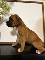 Cove, a female Boxer for sale in Washington, IN – 2 of 5