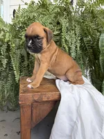 Toby, a male Boxer for sale in Washington, IN – 4 of 6