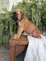 Toby, a male Boxer for sale in Washington, IN – 3 of 6