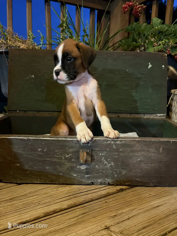 Riley – Boxer puppy for sale in Washington, IN