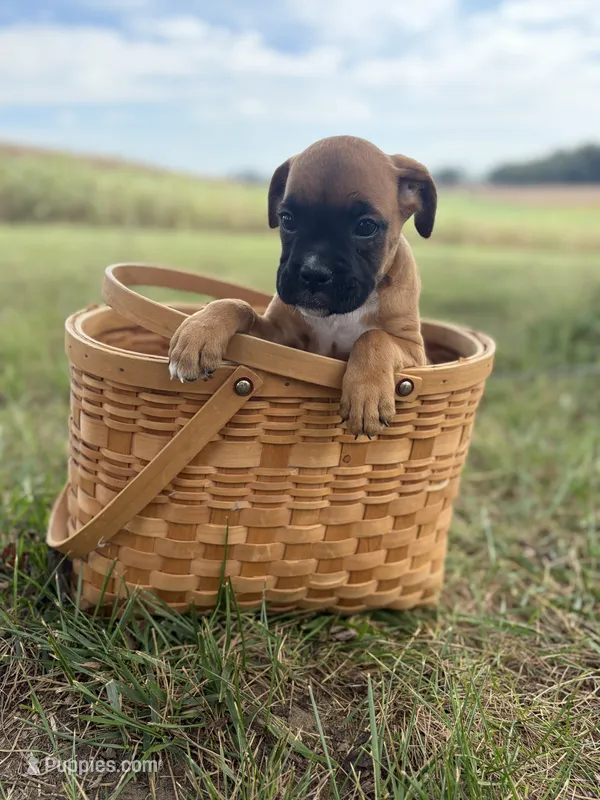 Tilly – Boxer puppy on hold in Washington, IN