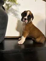 Riley, a female Boxer for sale in Washington, IN – 3 of 5