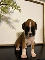 Ruby, a female Boxer for sale in Washington, IN – 2 of 5